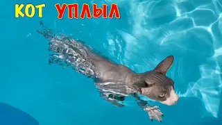 Кот ПЛАВАЕТ в САМОМ БОЛЬШОМ БАССЕЙНЕ 😱 Кот Миллион