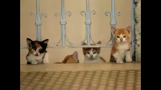 Hit cat documentary 'Kedi' gets its claws into the UK