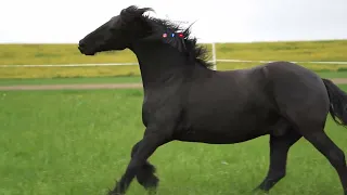 Colores de caballos l ¿Por qué se llaman así?  l  Fotoranch