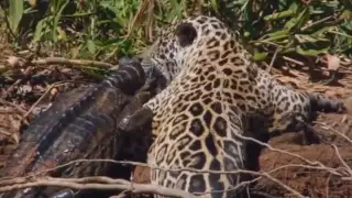 Crocodile vs Lion  vs Jaguar