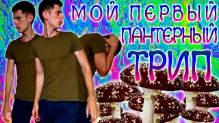 Первый трип с ПАНТЕРНЫМ МУХОМОРОМ / Подробный трип-репорт / + 100 к ОСОЗНАННОСТИ