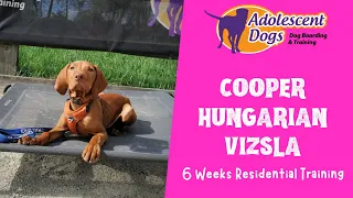 Cooper the Hungarian Vizsla Puppy - 6 Weeks Residential Dog Training