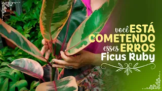 3 ERROS que você comete nos CUIDADOS da FICUS ELÁSTICA RUBY