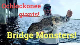 Ochlockonee river monsters!