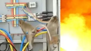 Monkey 🐒 Electrical Engineer | Monkey dangres for electric | Electrical engineer