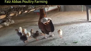 poultry farming ideas Interested||Faiz Abbas Poultry Farming