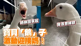 媽久沒見寶貝「鵝」子🦢牠激動迎接嗓門超大｜寵物動物｜鵝｜精選影片