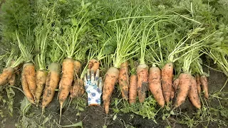 Сравнение между сортами моркови