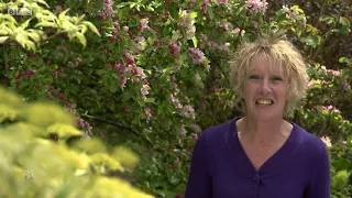 Life in a Cottage Garden with Carol Klein, Episode 3. Spring into Summer(May & June.2011)