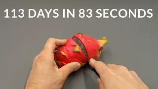 Growing DRAGON FRUIT CACTUS Time Lapse