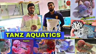 Tanz AQUATICS Bangalore , Shortbody | Coin size Body | Kamfa | Dualtone | competition level SRD
