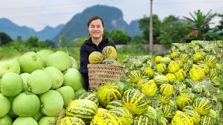 Go pick melons and bring them to the market to sell. Help cover daily life | Lý Hương