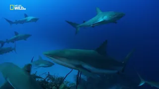 Ночная охота стаи карибских рифовых акул (Carcharhinus perezii)  у рифа Хардинес-де-ла-Рейна.