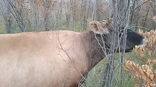 Джерси, Айрширка, Симменталка