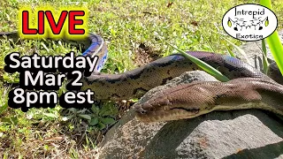 Saturday Night Livestream - Big Snake, Small Office