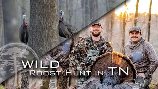 Turkey Hunting- WILD Roost Hunt (2 gobblers at 12 steps)
