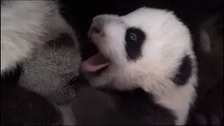 Панда ДинДин умывает маленькую Дочку Московский Зоопарк🐼🍼👀🥰🔥Panda DiDin with baby Moscow zoo🐼🍼👀🥰🔥