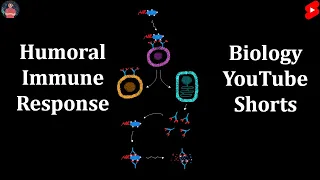 Humoral Immune Response #shorts