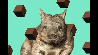 Why wombats poop in cubes
