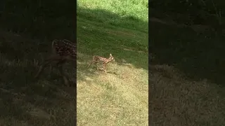 Fawn crying for momma deer