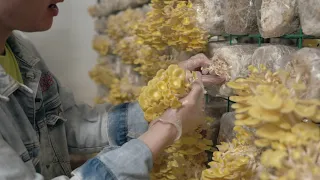Made in Singapore: Singapore's Largest Mushroom Farm