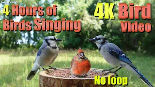 Cat TV, ASMR 4 HOURS of Birds Singing, No loop, 4K Bird, Digital Stress Relief Therapy, AW 009-1