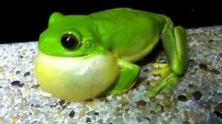 Orange Eyed Green Tree Frog Amazing Abs workout! Springbrook QLD
