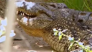 Нильский крокодил часть 2
