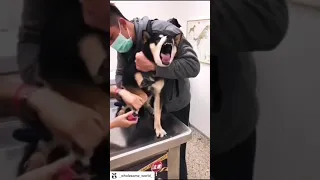 Dog at the vet’ gets his nails clipped’ lol 😂  screams for his life’ as owner restraints him!