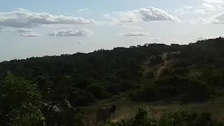 Baby elephant chasing warthog