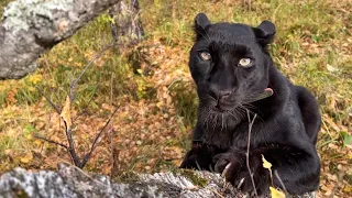 We force a panther climb a tree 🐆/cockfight🐓(ENG SUB)