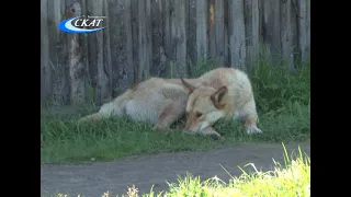 РУБРИКА «ДОБРО ПОЖАЛОВАТЬСЯ»: ЖАЛОБЫ НА СОБАК