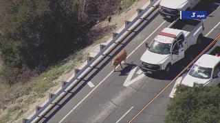 Cow pursuit: Authorities work to corral up loose bovine in Lakeview Terrace