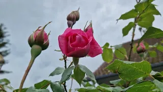 Mein Garten heute, Мой Сад сегодня 23.05.24