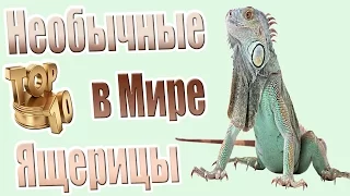 10 Самых Необычных Ящериц Мира