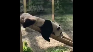 Kung Fu Panda in Real Life 😂🤩.  #panda #kungfupanda #funnyanimals