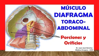 🥇 THORACOABDOMINAL DIAPHRAGM MUSCLE. Easy, Quick and Simple