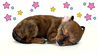 Uspokajająca muzyka do snu dla szczeniaka 🌸🐶 Kołysanka dla psa na noc, piesek zaśnie w 10 minut 💤