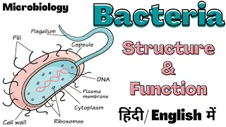 Bacteria | Structure and Function | Microbiology | Hindi