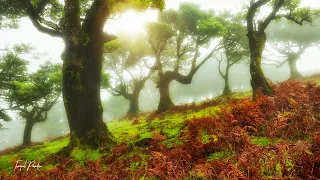 Relaxing music that heals stress, anxiety and depressive conditions, heals, gentle music #3