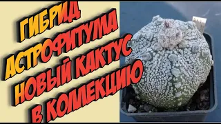 Астрофитум coahXsuper kabuto. Новый кактус. Уход за кактусами.