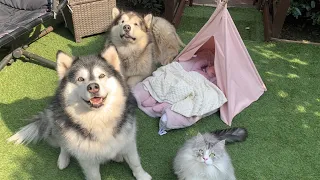 Cutest Fluffy Pets!! Chill with Phil, A Day In The Garden (MILO SNEAK ATTACK!!)