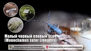 Малый черный еловый усач (Monochamus sutor Linnaeus)