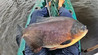 COMO PESCAR PACUS GIGANTES NA VARA DE MÃO!  Aprenda essa técnica inovadora na pescaria.