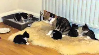 Cat rejects her 4 weeks old kittens