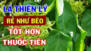 LÁ THIÊN LÝ: Vị Thuốc QUÝ HƠN VÀNG Của Người Việt, Biết Dùng Khỏi Tịt Bệnh Trĩ