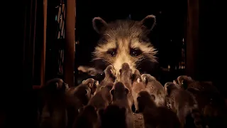Guardians of the galaxy vol.3 -  Rocket saves baby raccoons(4k) - (22/22)
