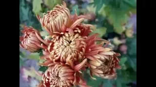 Королева осени. Хризантема - 1. Queen of autumn. Chrysanthemum - 1.