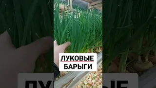 ЛУКОВЫЕ БАРЫГИ