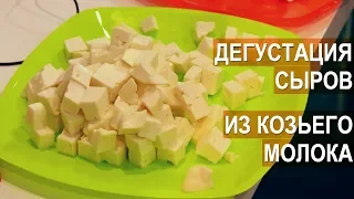 Дегустация молодых сыров из молока коз разных пород. Выставка АгроФерма-2018